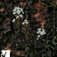 Peristylus brevilobus Thwaites